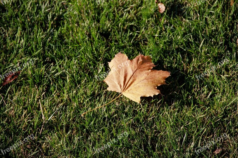 Autumn Dry Leaves Green Grass Dry Leaves