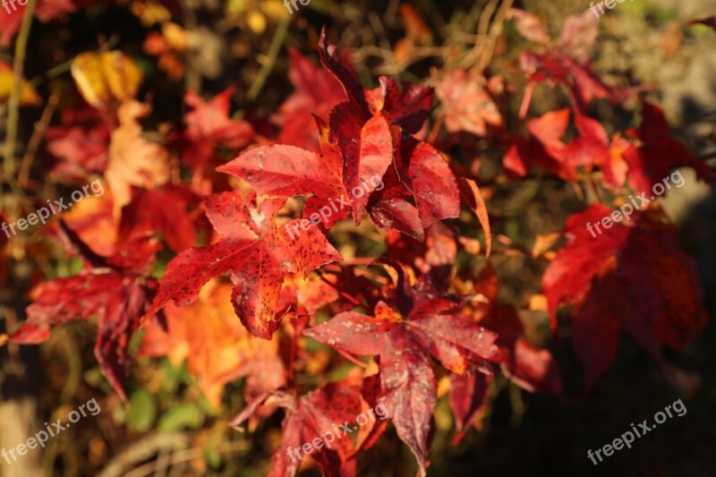 Leaf Red Environment Tree Fault