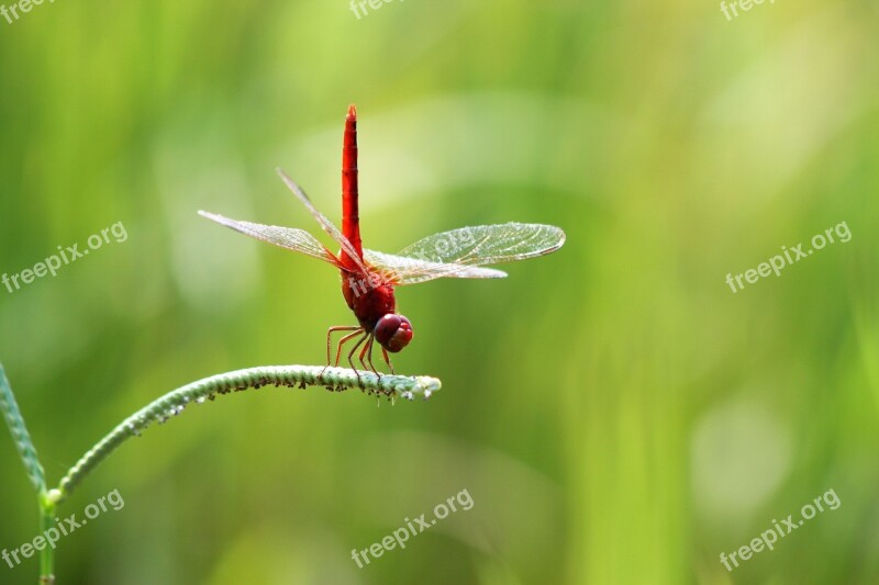 Hopper Nature Natural Butterfly Bangladeshi Hopper