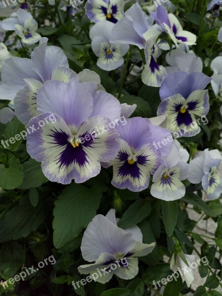 Pansy Flowers Faces Faces Purple Violet