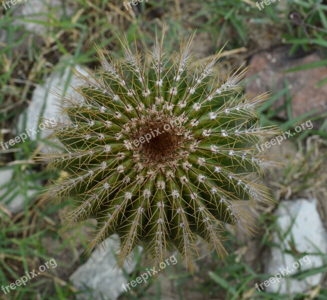 Thorns Thorny Desert Cactus Free Photos