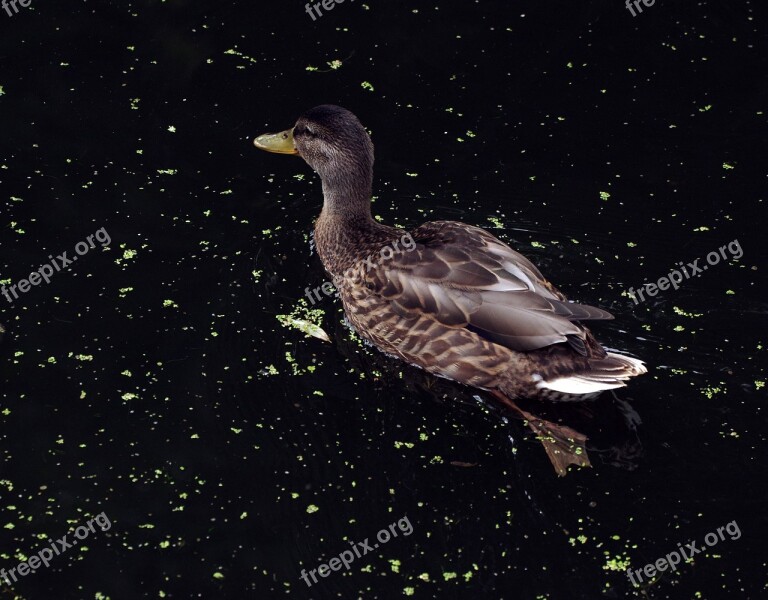 Duck Bird Animal Nature Water Bird