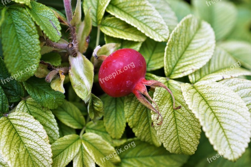 Rose Hip Fruit Red Garden Summer Tee