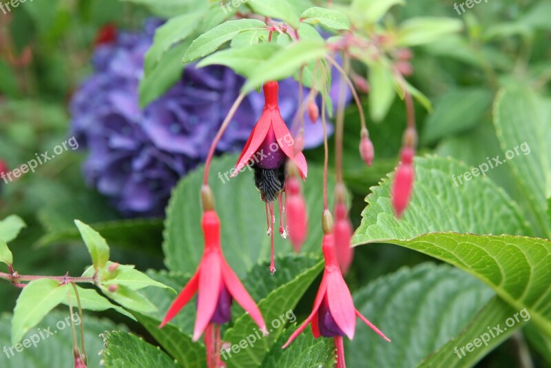 Bee Hydrangea Fuchsia Free Photos