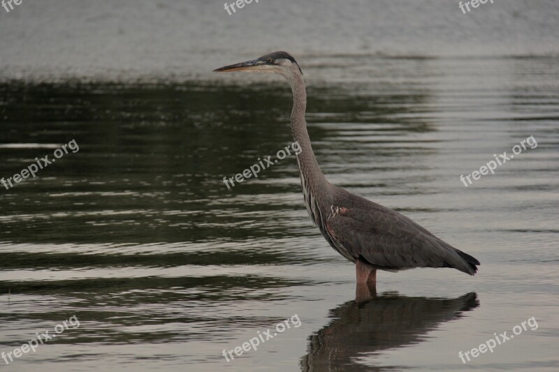 Heron Lake Ontario Fishing Free Photos