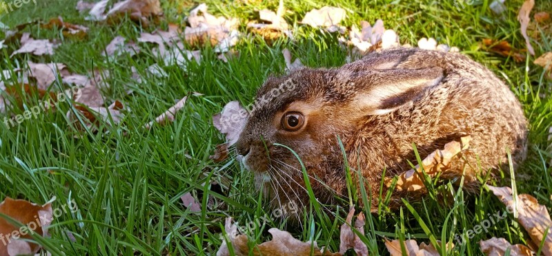 Nature Long Eared Hare Animal Grass