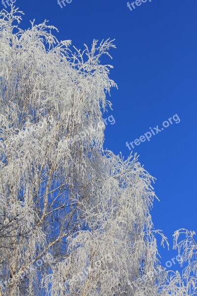 Tree Frozen Fancy Birch Nature Background Weather Forecast