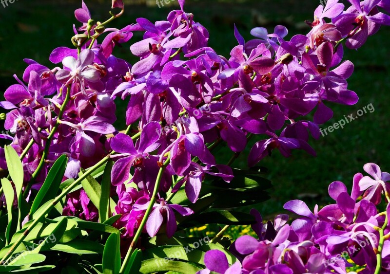 Orchid Purple Flowers Nature Flower