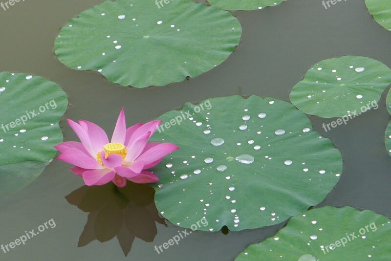 Lotus Pink Lotus Flower Free Photos