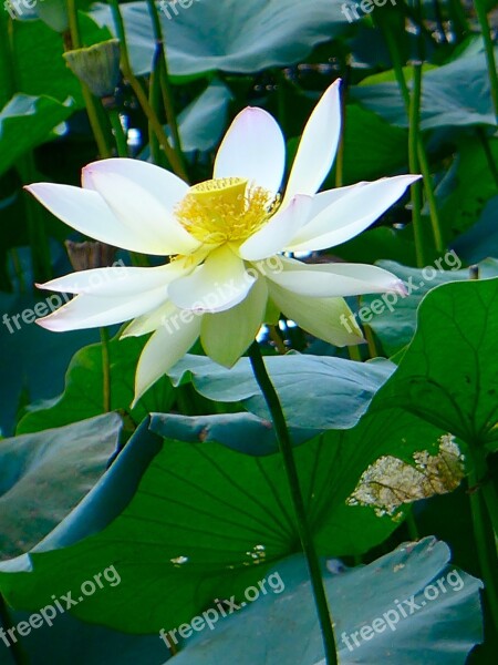 Lotus White Lotus Flower Free Photos