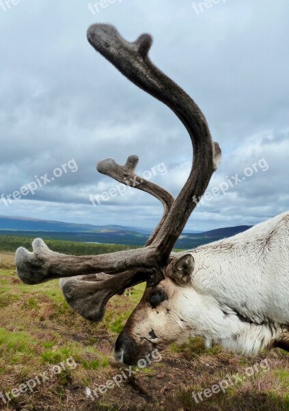 Antler Reindeer Male Wildlife Stag