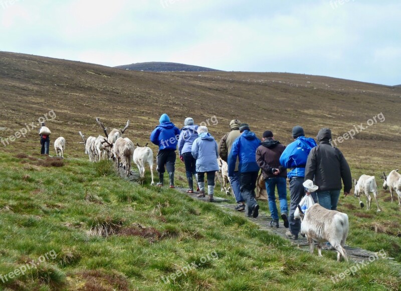 Group Reindeer Walk Trek Line