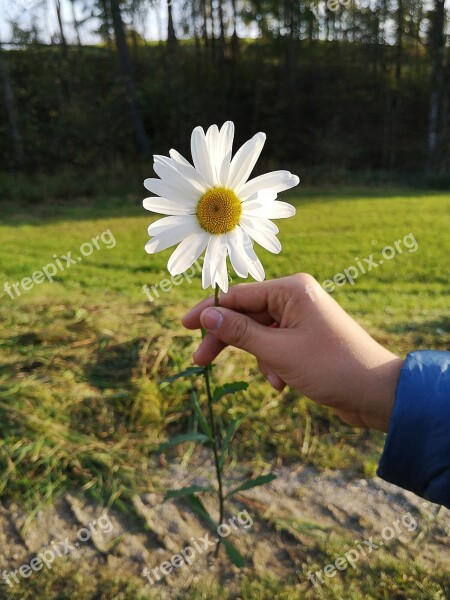 Flower Hand Marguerite Meadow Plant