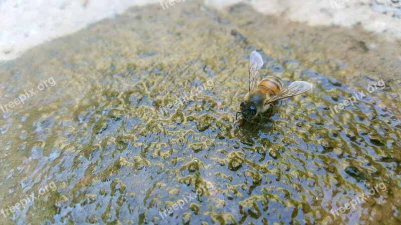 Summer Water Bee Thirsty Free Photos