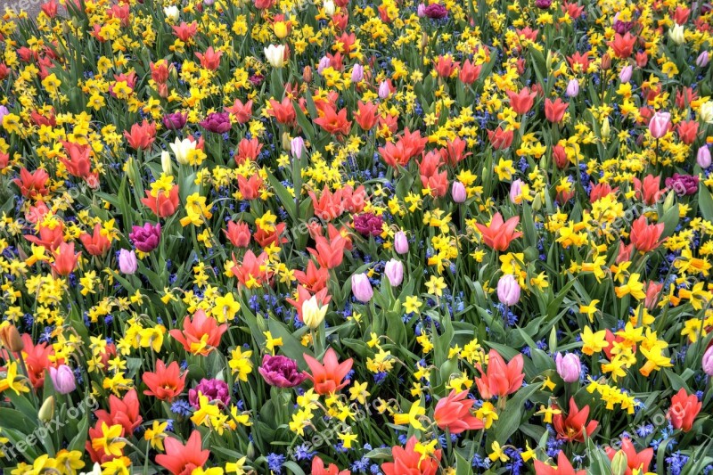 Tulips Bed Flowers Spring Park