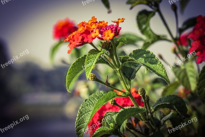 Lantana Red Flowers Garden Vibrant