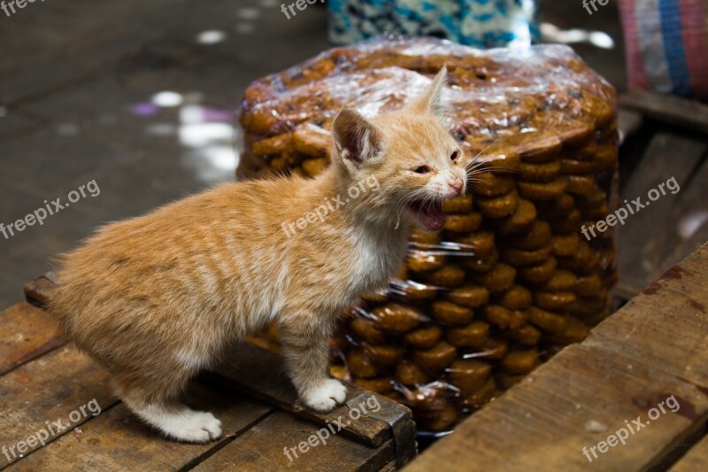 Cat Feline Animal Kitten Portrait