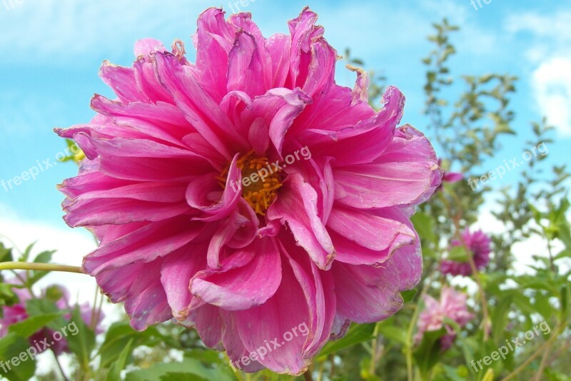 Dalia Flower Garden Pink Petals