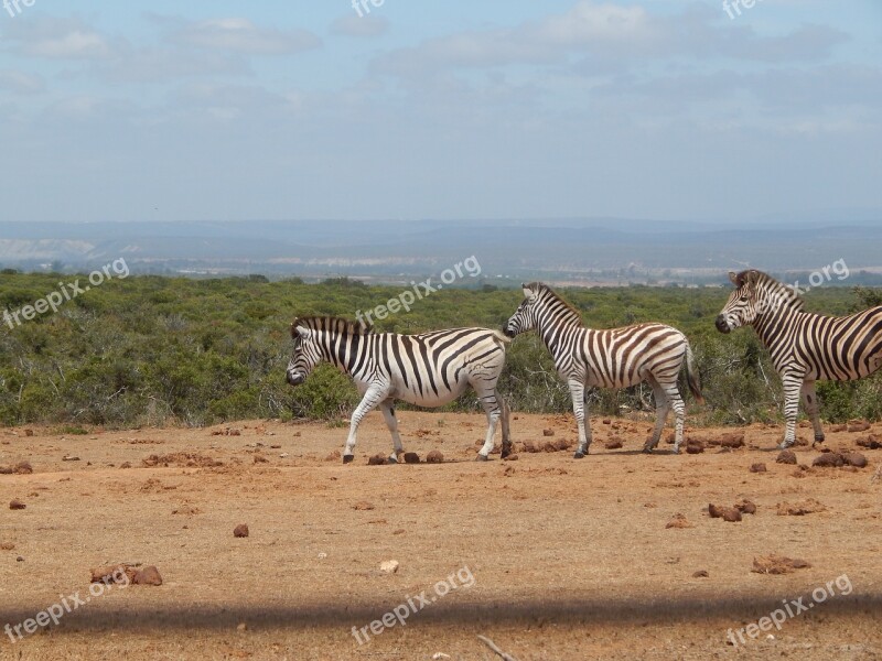 Zebras South Africa Addo National Park Free Photos