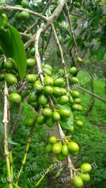 Plantation Kerala Nature Coffee Trees