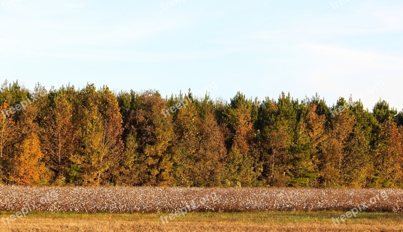 Cotton Trees Landscape Autumn Free Photos