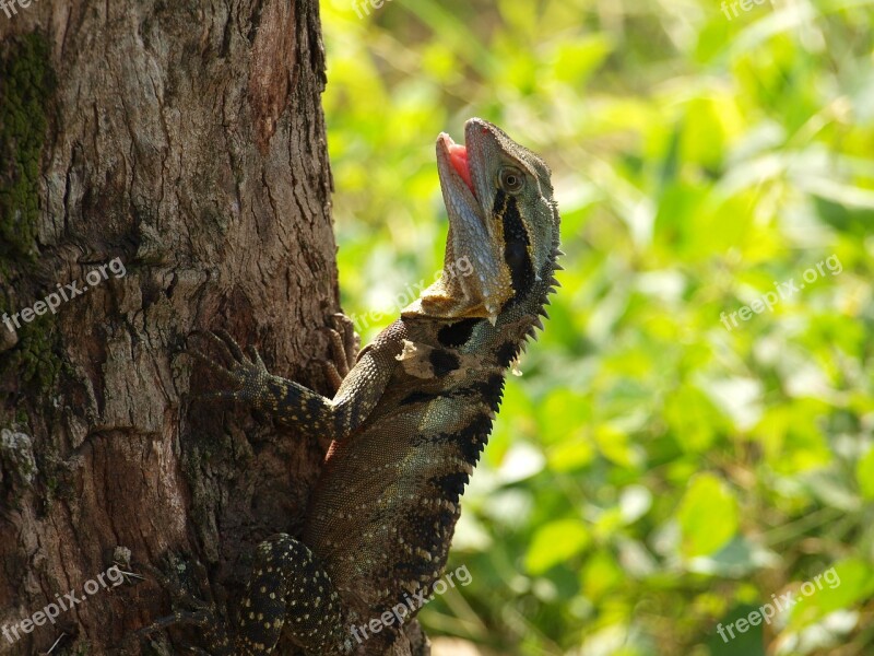 Water Dragon Australia Lizard Reptile Free Photos