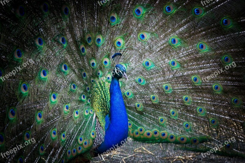 Bronx Zoo Wildlife Peacock Free Photos