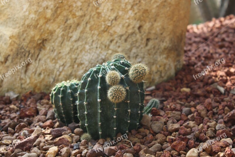 Cactus Desert Tree Lesbian Thorn