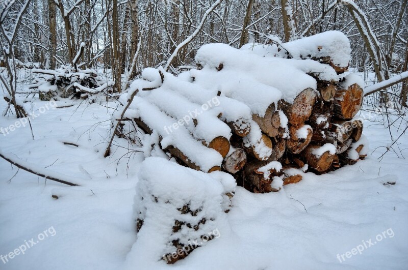 Winter Forest Felling Logs Cold