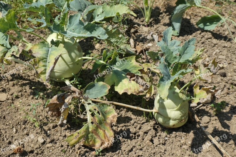 Kohlrabi Vegetable Garden Food Garden Plant