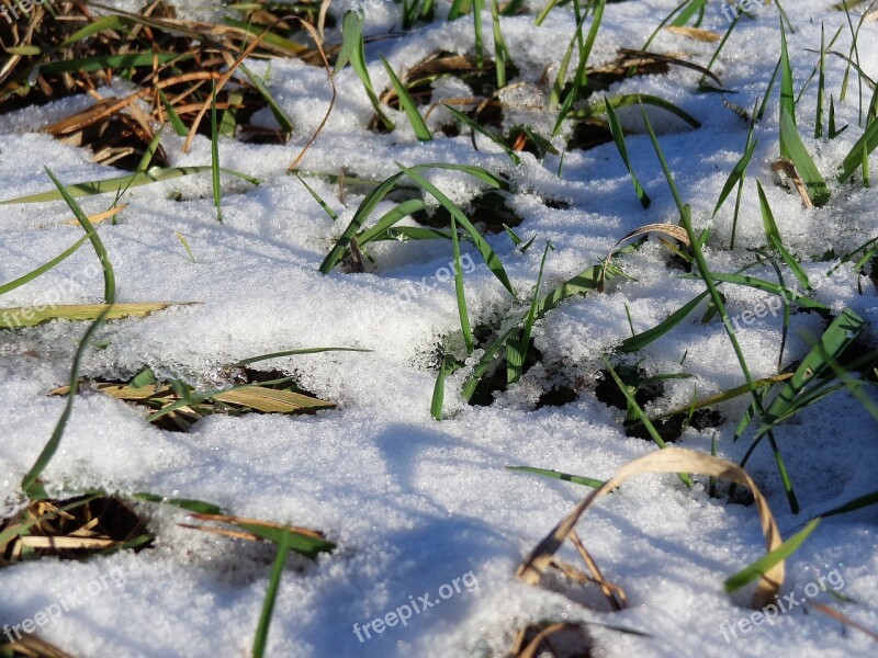 Grass Snow Winter Nature Cold