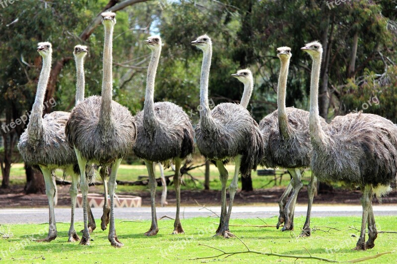 Ostrich Animal Zoo Free Photos