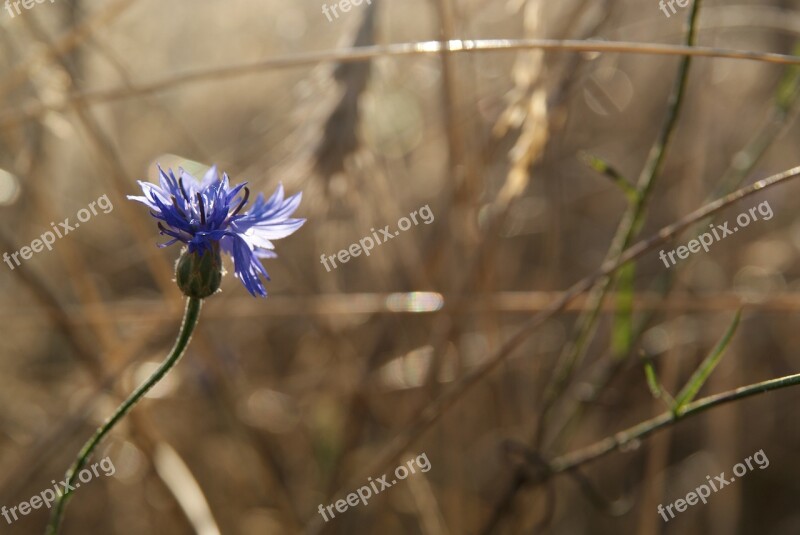 Cornflower Blue Flower Flower Nature Stroh