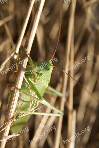 Tettigonia Viridissima Grasshopper Insect Bug Nature