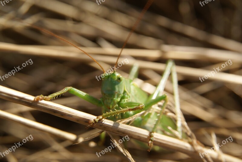 Tettigonia Viridissima Grasshopper Insect Bug Nature