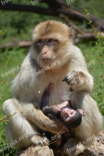 Monkey Mother And Son Animal Ape Free Photos