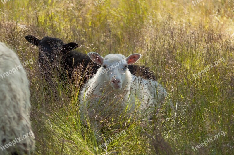 May Sheep Animals Cattle The Sheep