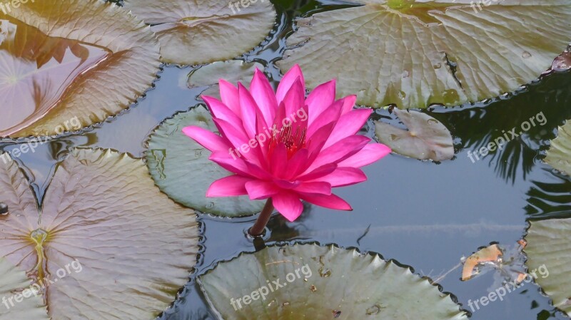 Pond Water Lily Flower Blossom Bloom