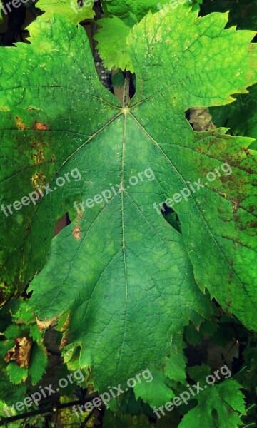 Leaf Grape Leaf Plant Nature Grape