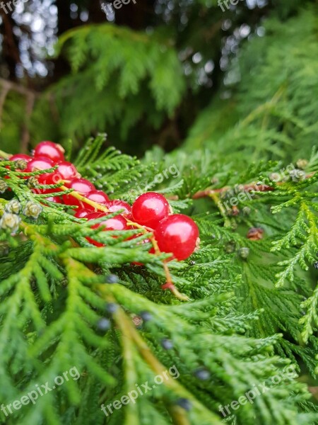 Cranberries Christmas Fern Nature Beauty