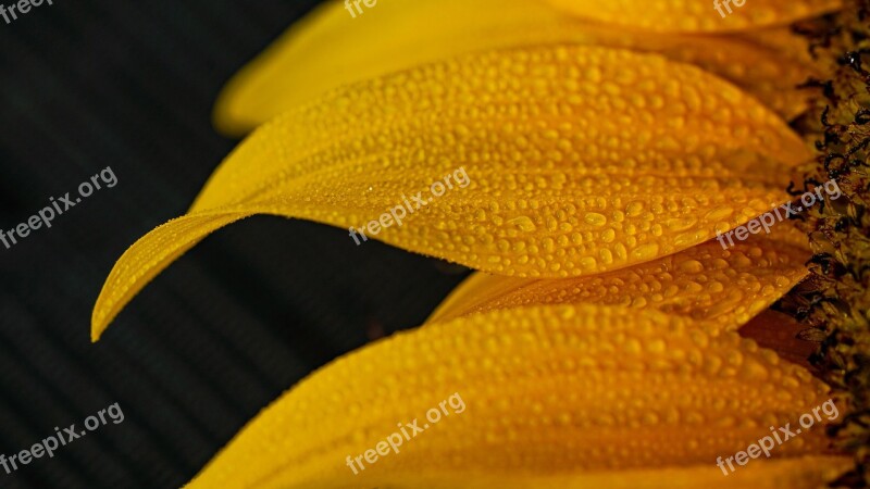 Flower Sunflower Yellow Summer Nature