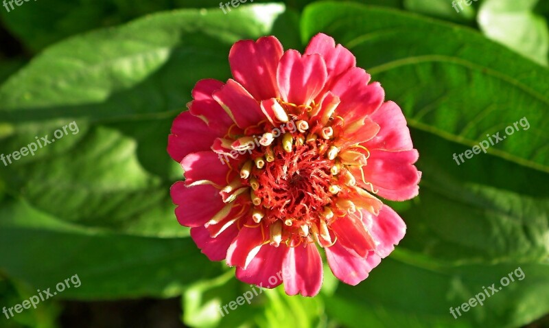 Flower Zinnia Foliage Color Garden