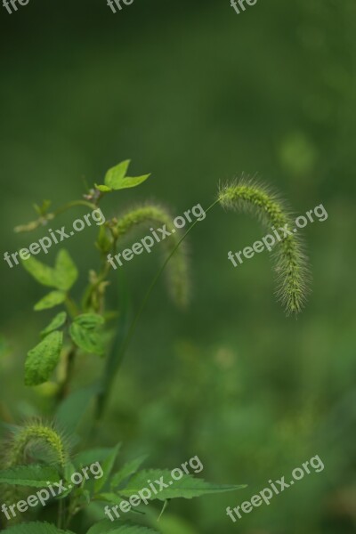 Pool Foxtail Plants Nature Green