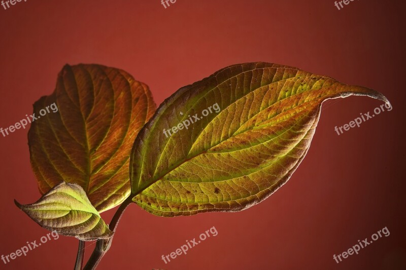 Leaf Indoor Green Leaves Botany