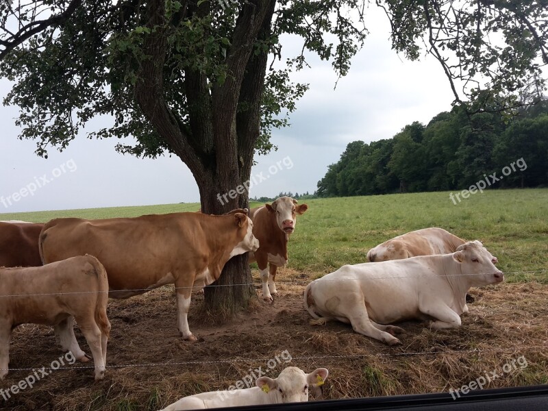 Cows Flock Summer Tree Resting Place