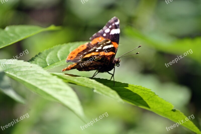 Park Walk In The Park Butterfly Hamburg Hamburgensien