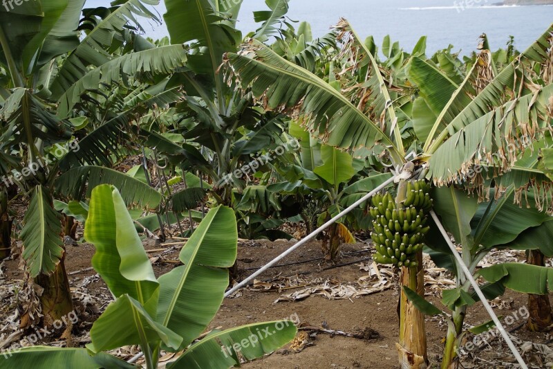 Bananas Banana Plantation Support Hard Banana Shrub