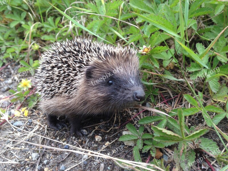 Hedgehog Animals Nature Cute Baby