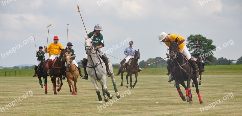 Polo Horses Riding Sport Club