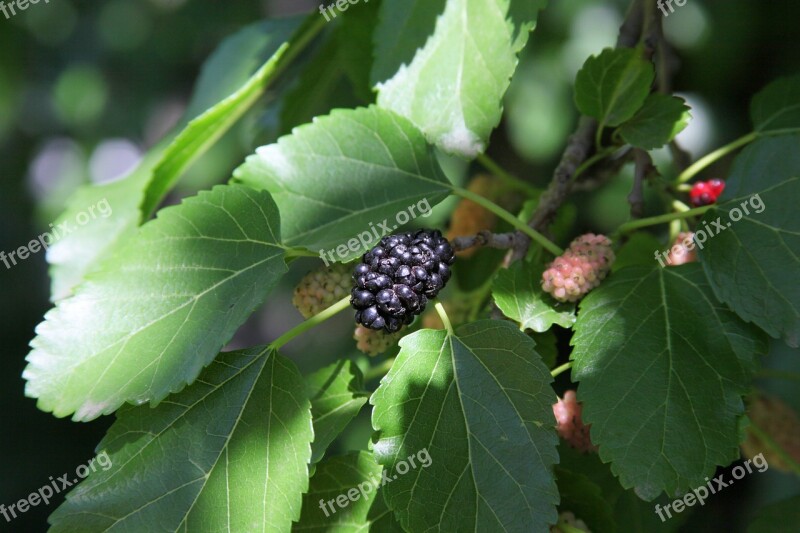 Mulberry Tree The Berries Of The Mulberry Tree Berry Black Berries Macro